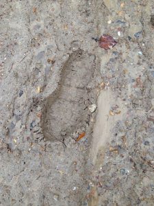 muddy foot print