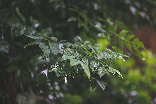 Drops of rain
