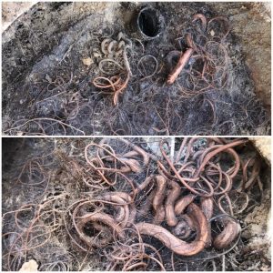 Worst root infestation